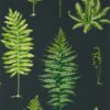 Fernery 216634